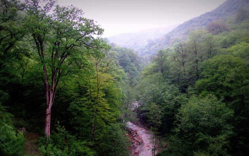 جنگل های هیرکانی مازندران