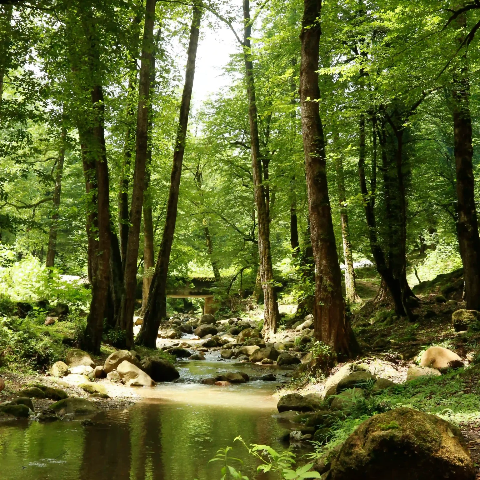 فضای سبز اطراف اقامتگاه