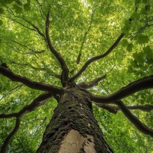 tree in jungles of hirkani in our residency